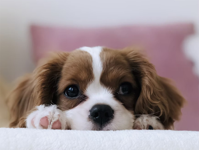 Royal canin mini puppy 